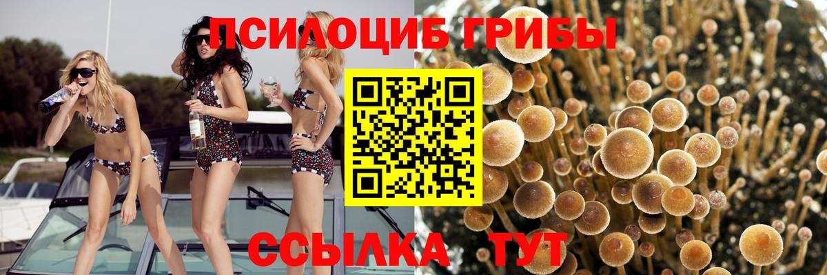 Вязники  Псилоцибиновые грибы Psilocybe  как найти   Вход с VPN 
